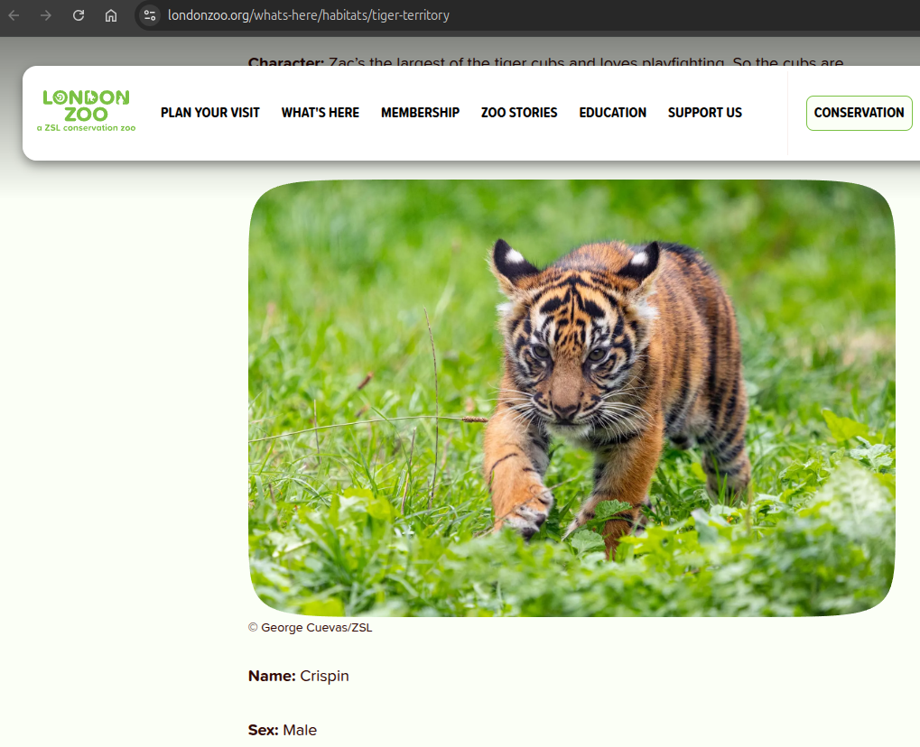 Sumatran tiger