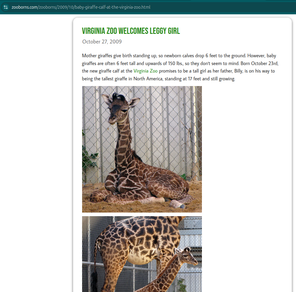 Giraffe