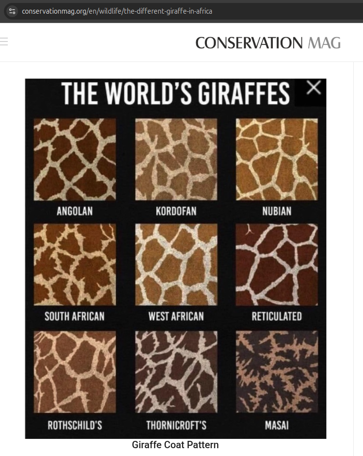 Giraffes coat pattern
